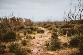 wilderness how to be content thumb