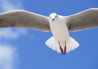 serpents and doves thumbnail