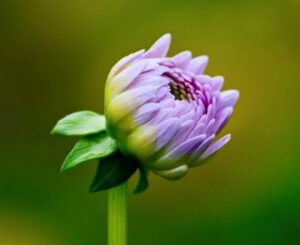 late bloomer thumbnail (flower about to bloom)