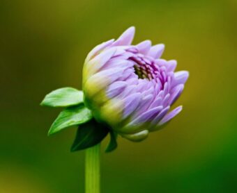 late bloomer thumbnail (flower about to bloom)