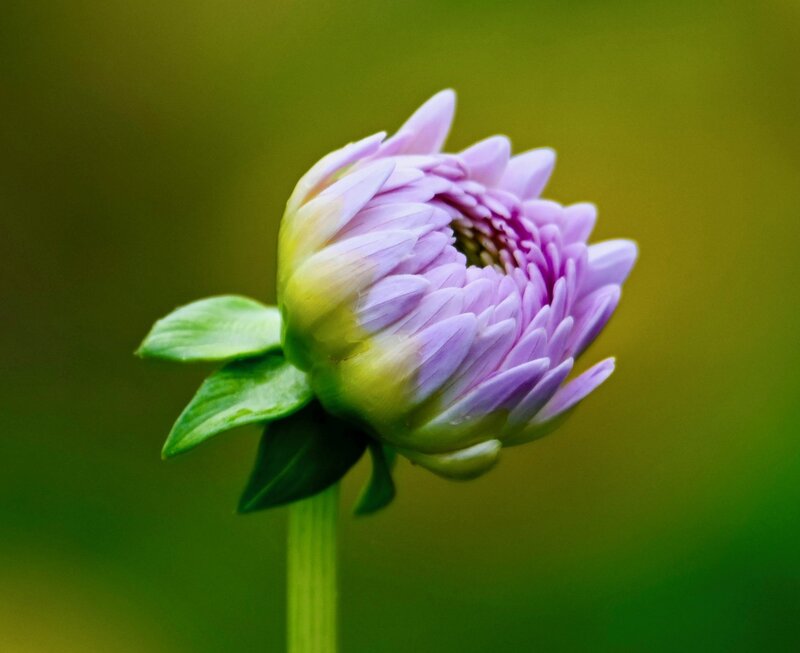 late bloomer thumbnail (flower about to bloom)
