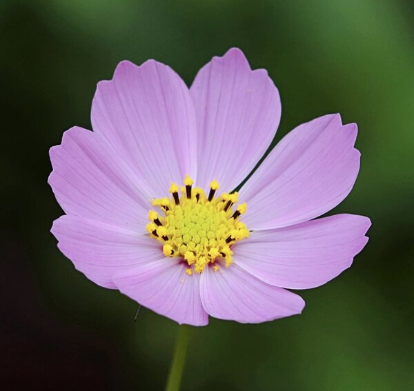 a late bloomer aligning with purpose is worth it