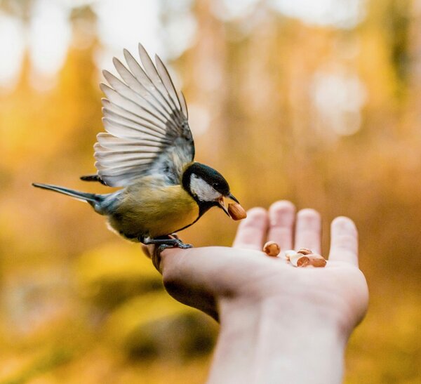A bird being fed by a human hand